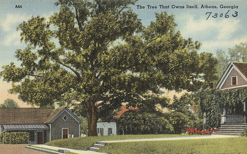 Postcard of the Tree That Owns Itself Athens Georgia